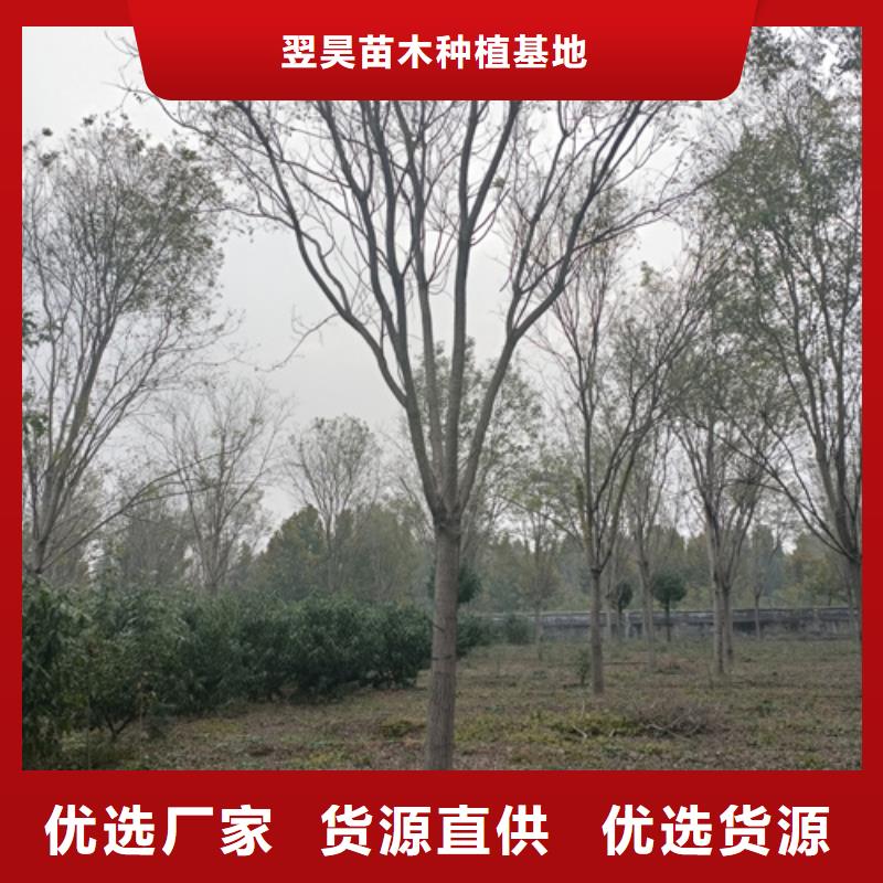 法桐秋紫白蜡优质货源