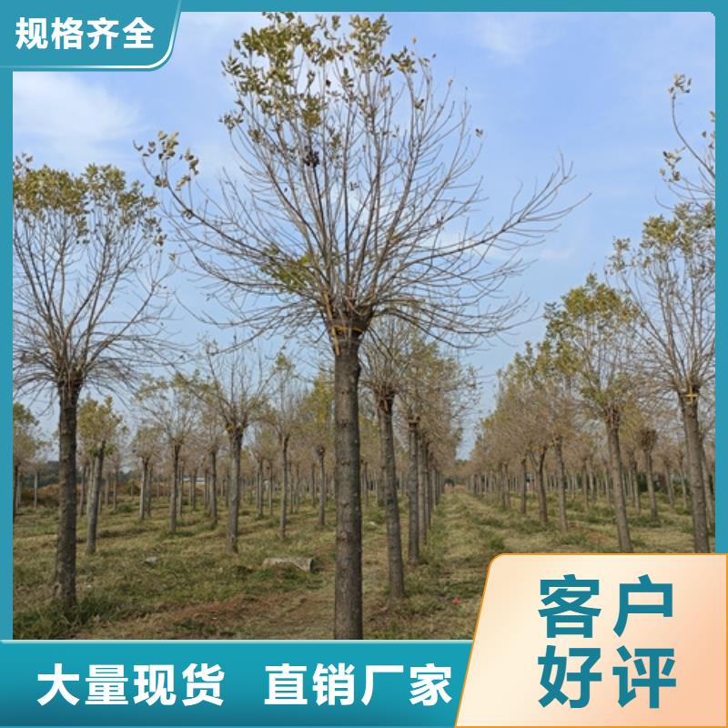 法桐-白蜡每一处都是匠心制作