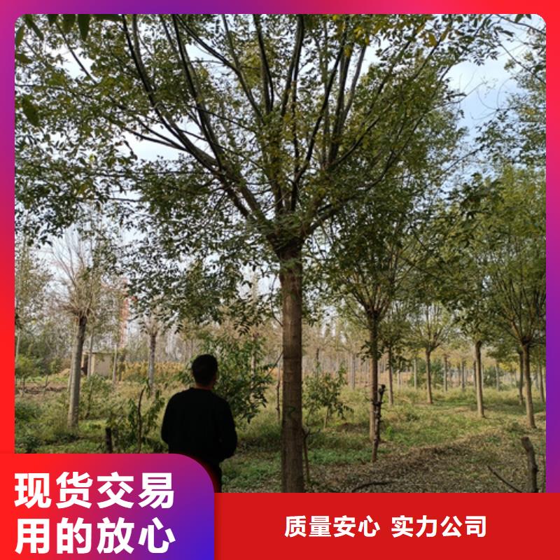法桐美国红枫厂家直销值得选择