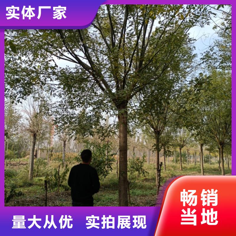 法桐金叶白蜡诚信经营
