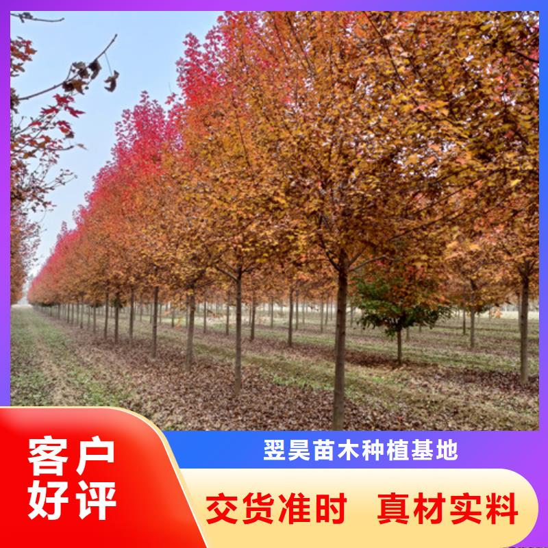 法桐_五角枫真诚合作