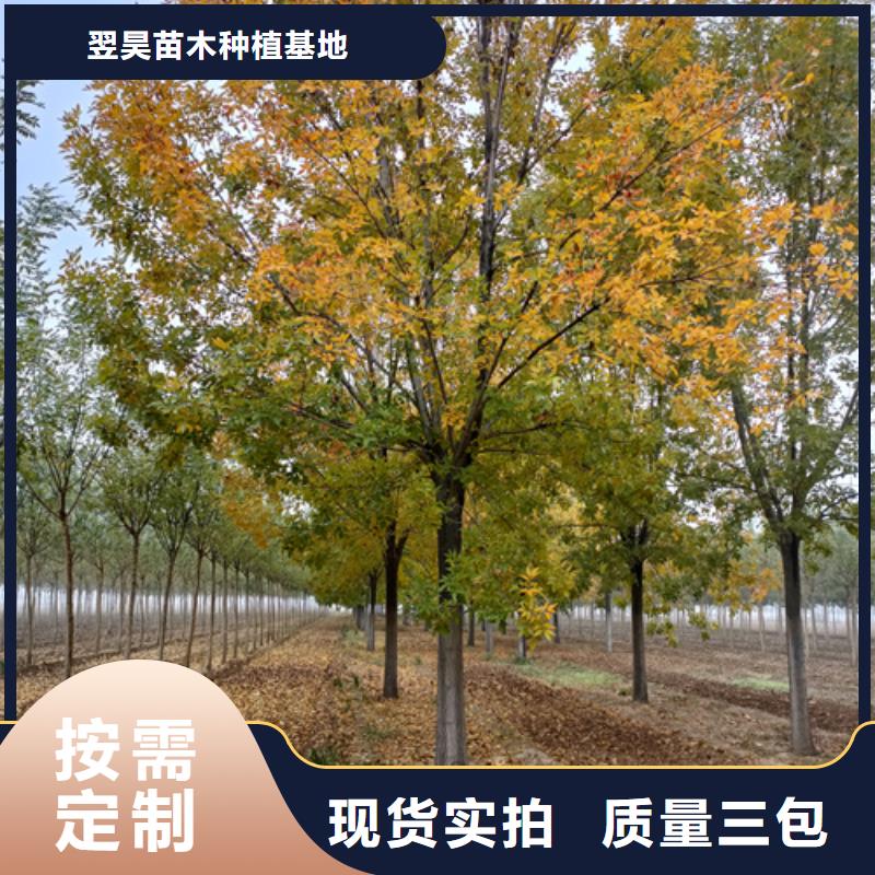 法桐,黄金槐多年经验值得信赖