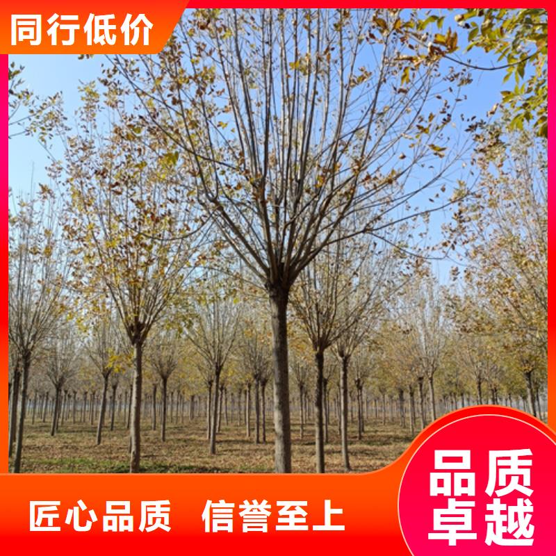 法桐品质服务