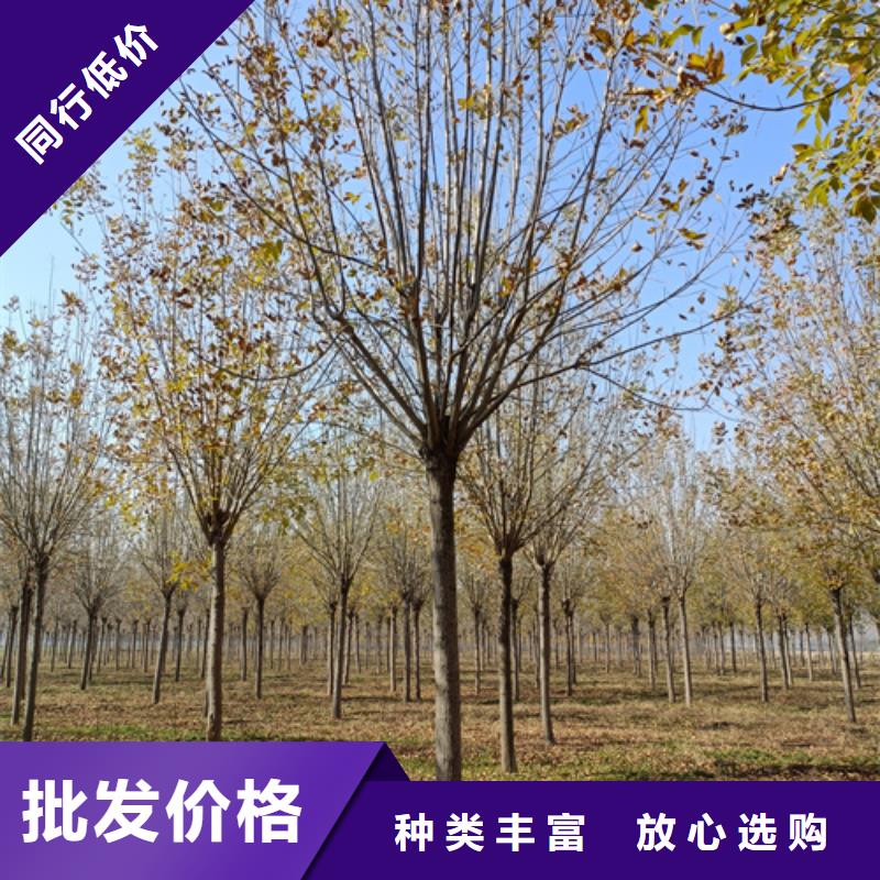 法桐国槐来图加工定制