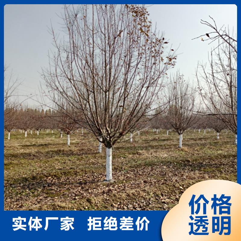 法桐,白蜡实体厂家