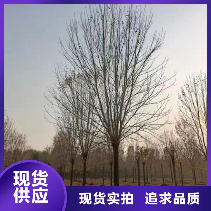 法桐【黄金槐】支持定制贴心售后