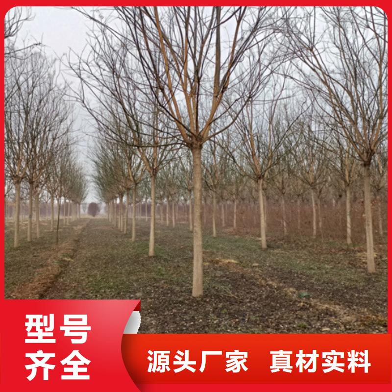 法桐美国红枫品质保障价格合理