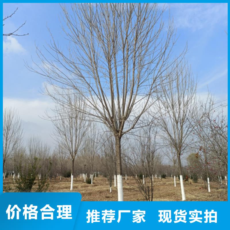 法桐美国红枫认准大品牌厂家