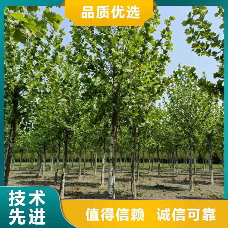 【法桐】国槐实力商家供货稳定