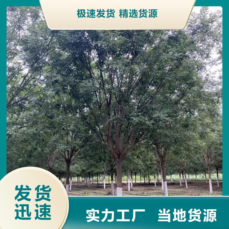 法桐秋紫白蜡欢迎来厂考察