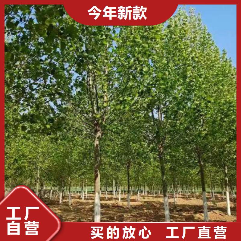 法桐金叶复叶槭设计合理