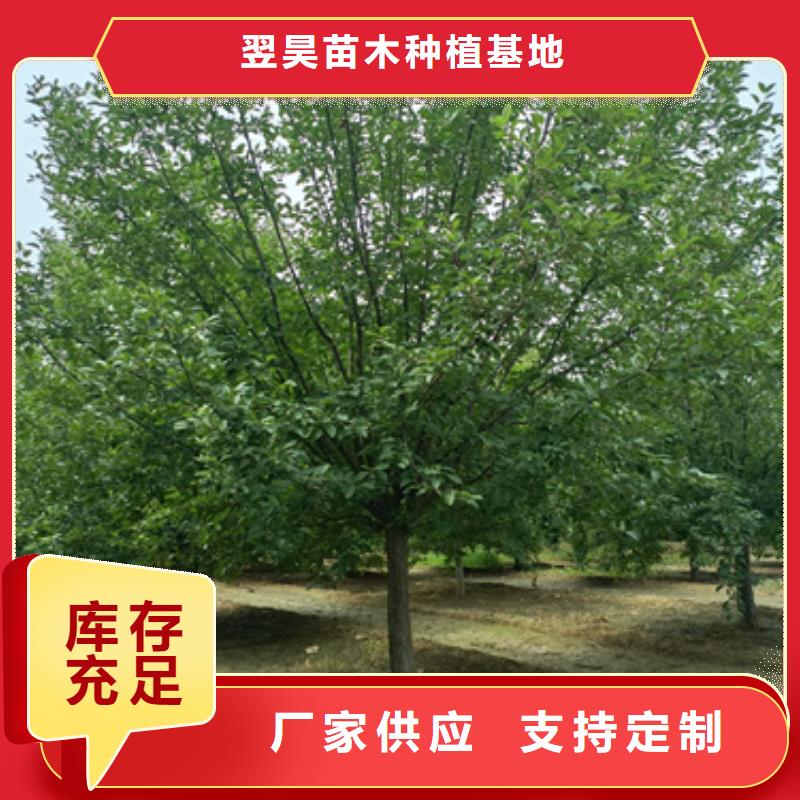 法桐黄金槐质量不佳尽管来找我