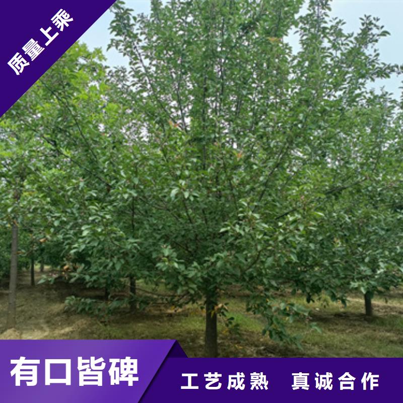法桐,樱花支持拿样