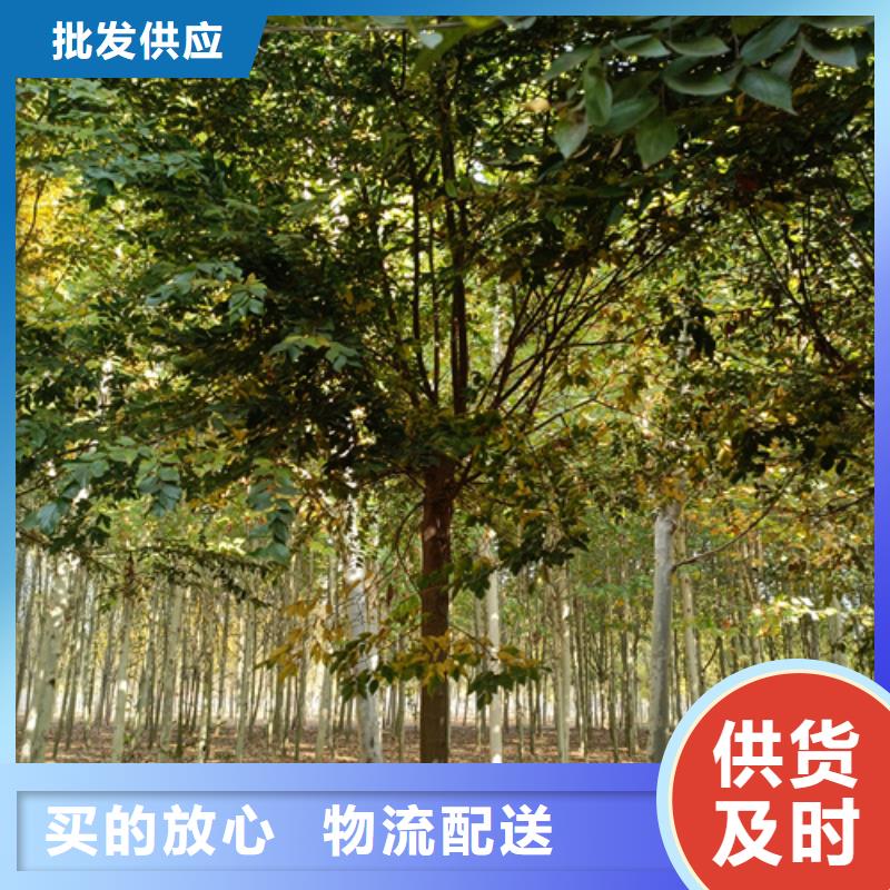 法桐国槐今日价格