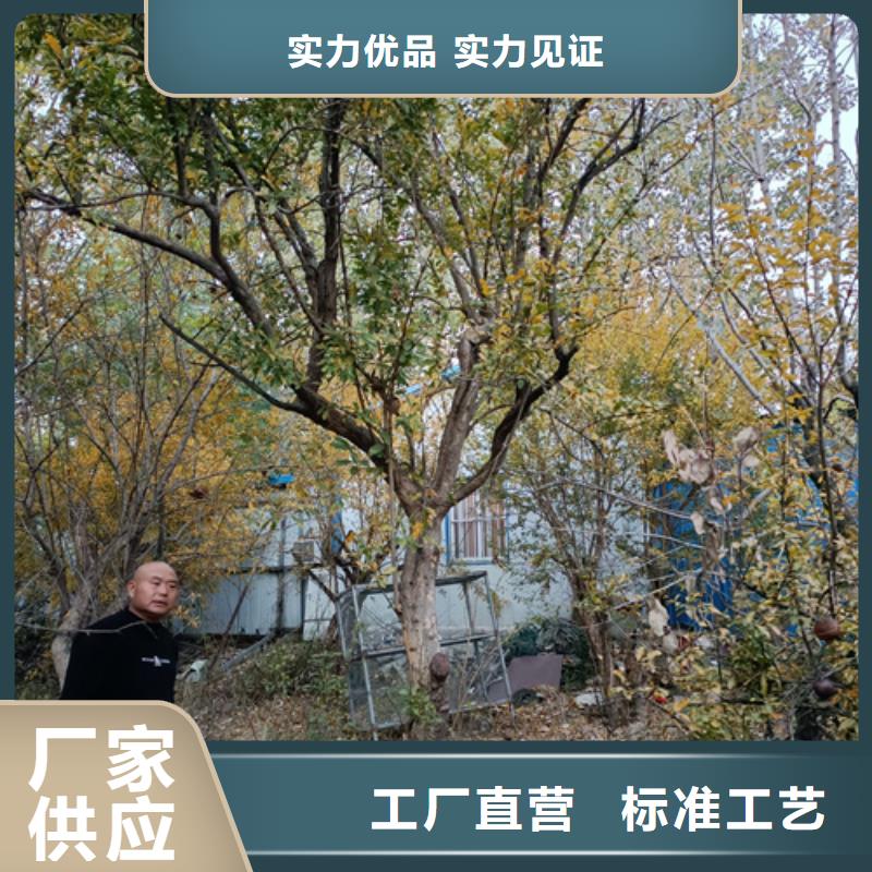 法桐,美国红枫甄选好物