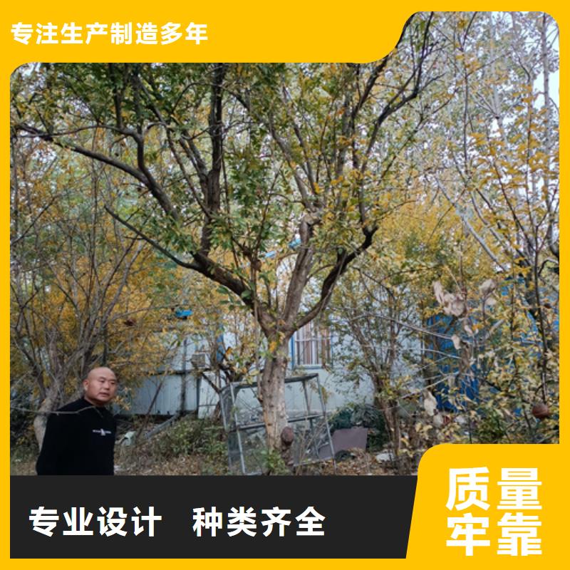 法桐,国槐出货快