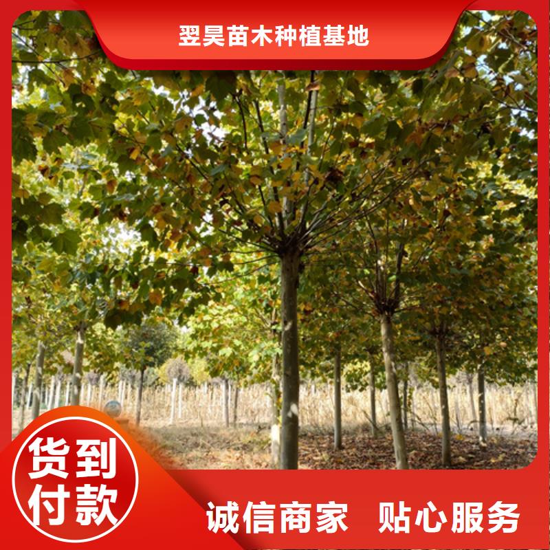 法桐,炫丽海棠一周内发货