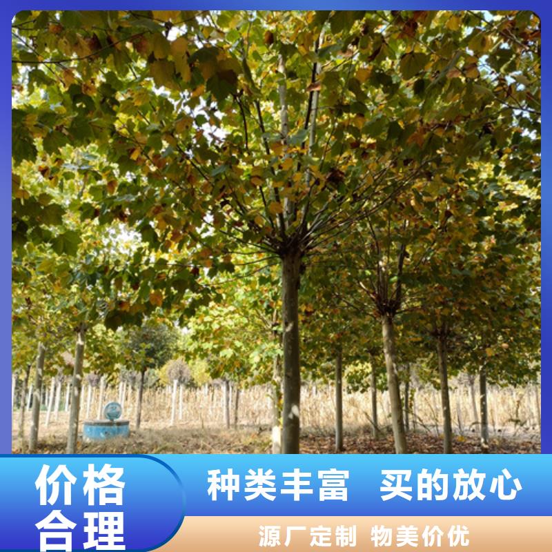 法桐美国红枫实拍品质保障