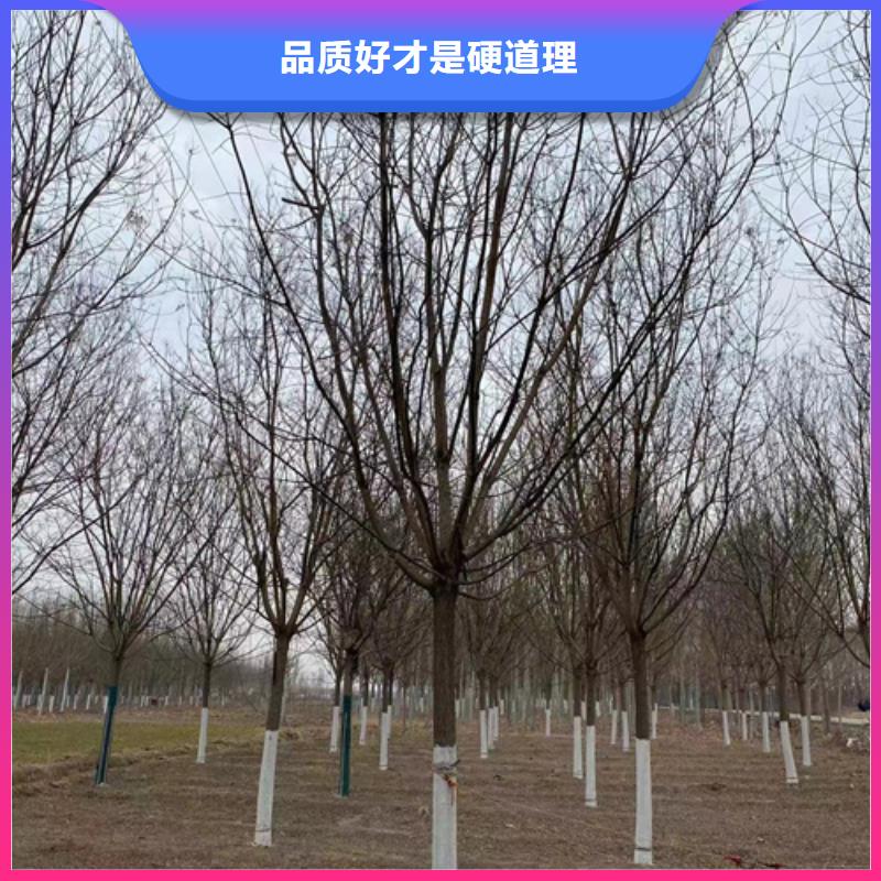 法桐秋紫白蜡欢迎来厂考察