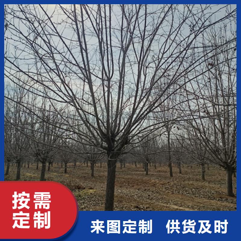 法桐北京栾出货及时