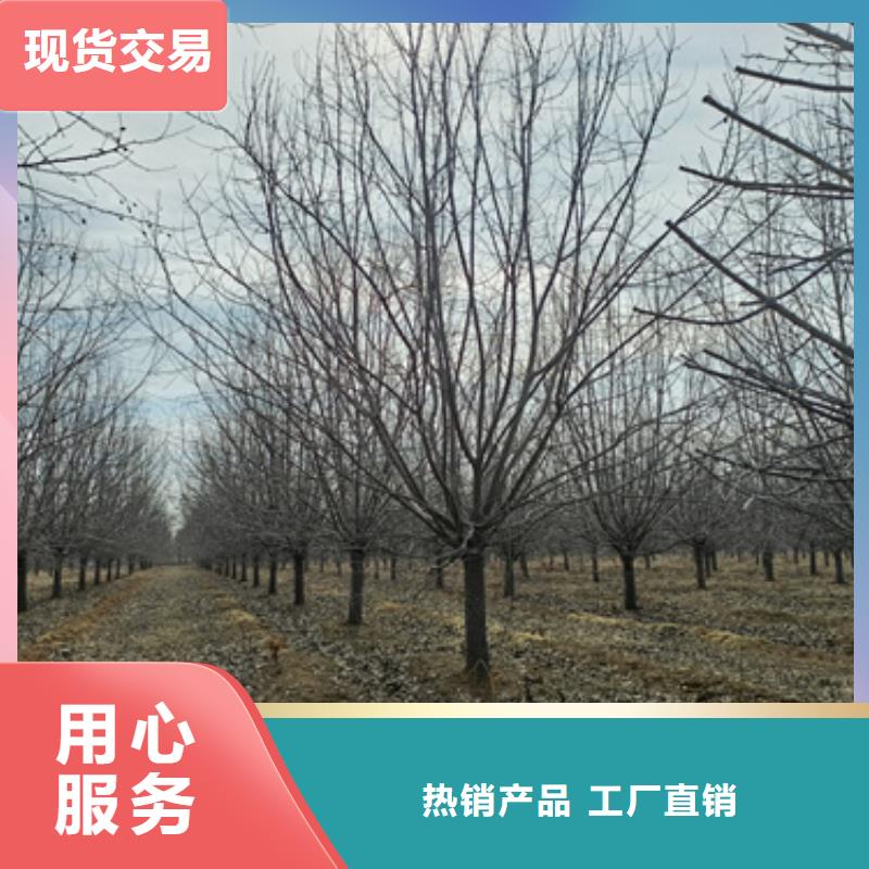 法桐国槐高品质诚信厂家