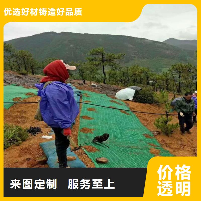 【椰丝毯】 玻纤土工格栅欢迎来电询价由中齐为您