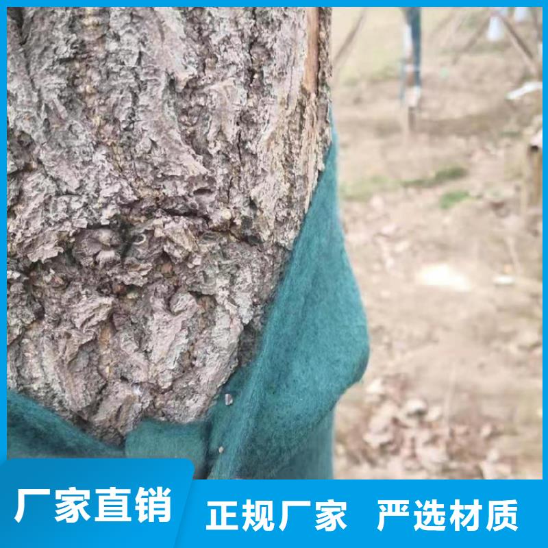 裹树布网格布实力厂家直销