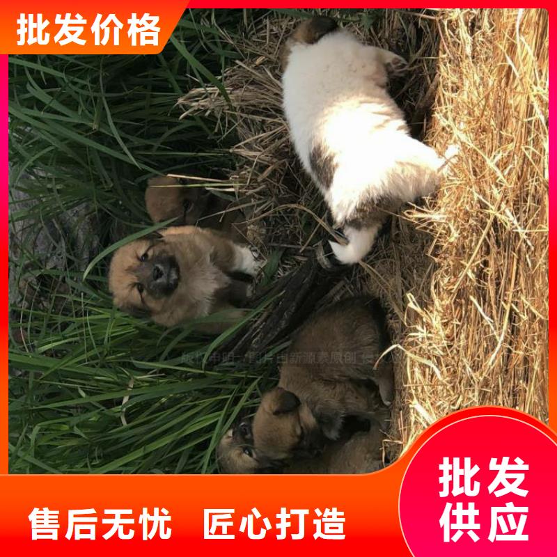 【无醇燃料】,【无醇植物油燃料】实力派厂家