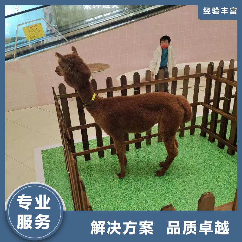 马戏团/羊驼【海豚表演】正规团队