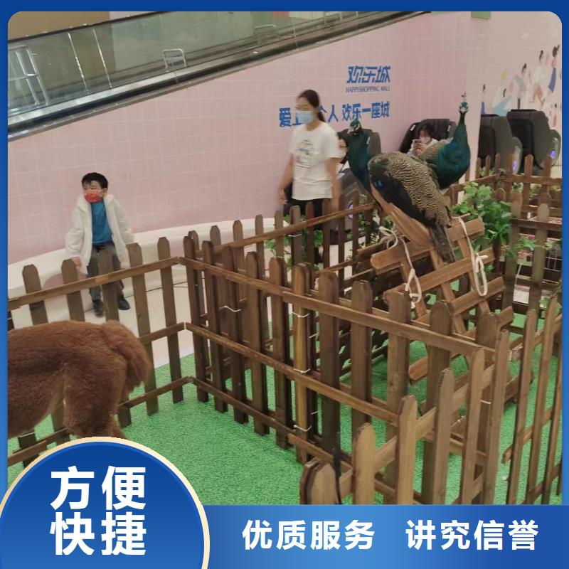 马戏团/羊驼表演动物出租免费咨询