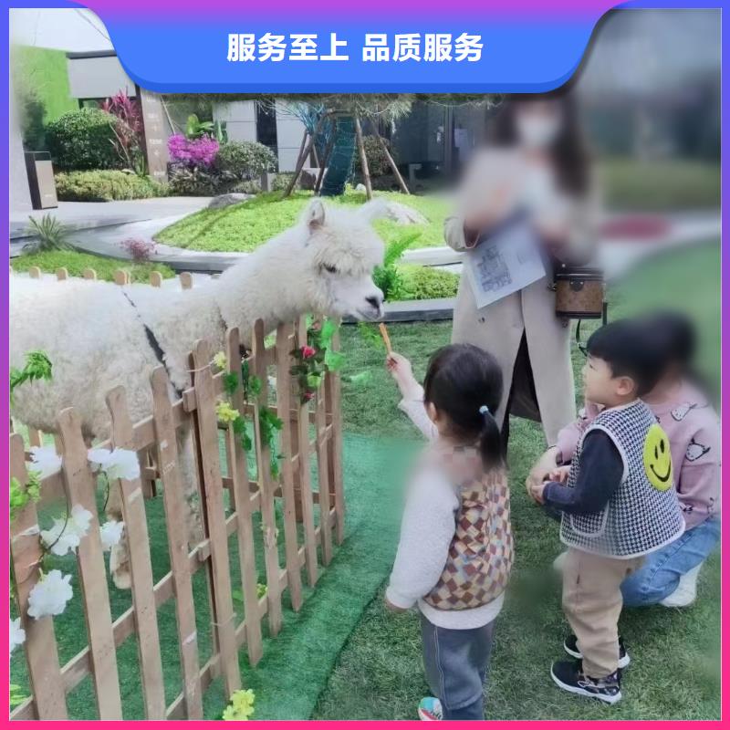 杂技表演-视频-云南省杂技表演-(同城)可服务区域昭通|红河|玉溪|迪庆