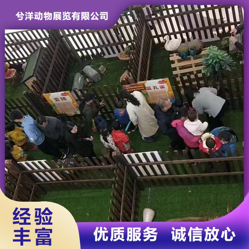 【马戏团/羊驼】海洋展租赁快捷 兮洋动物展览(抚顺市分公司)
