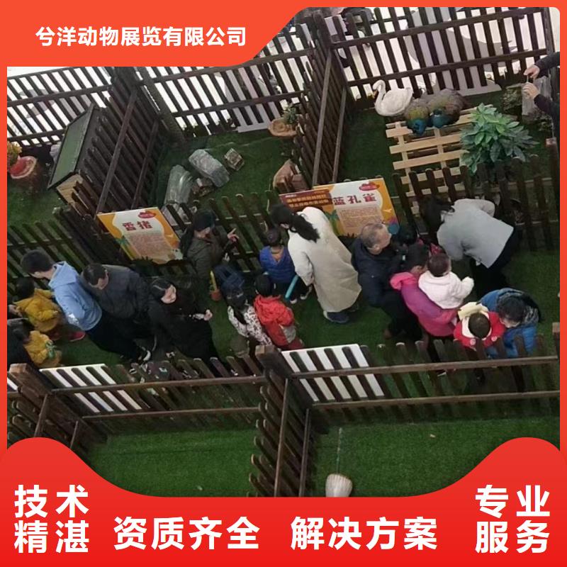 马戏团/羊驼,海狮表演出租技术可靠