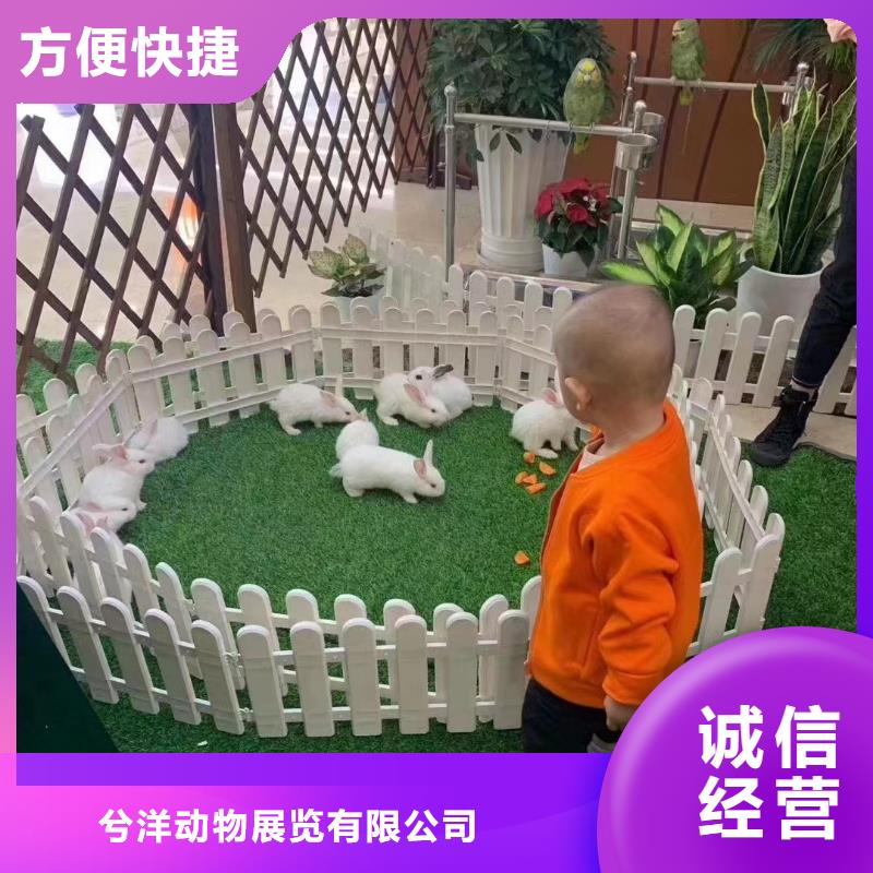 马戏团/羊驼观赏性羊驼租赁实力商家