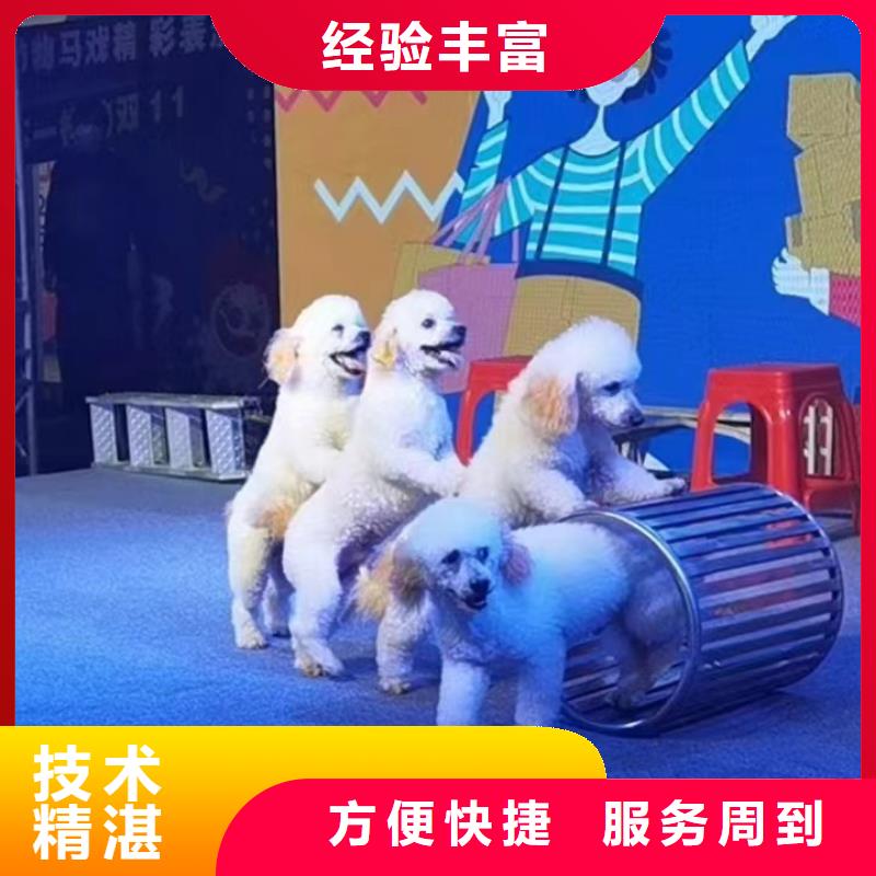 马戏团/羊驼,租赁美人鱼表演2025公司