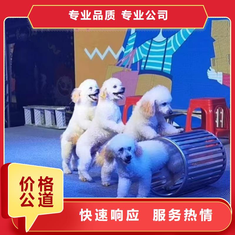 马戏团/羊驼马戏团表演出租