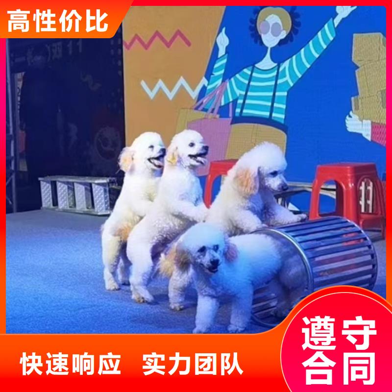 马戏团/羊驼【马戏团表演】正规公司|海丰|陆河|云浮|阳江|中山|梅州|潮州|广州aq00.com