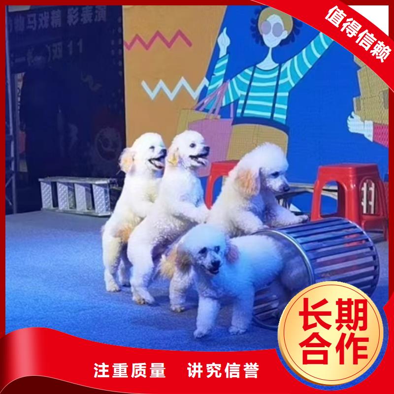 马戏团/羊驼,环球飞车表演出租一站式服务