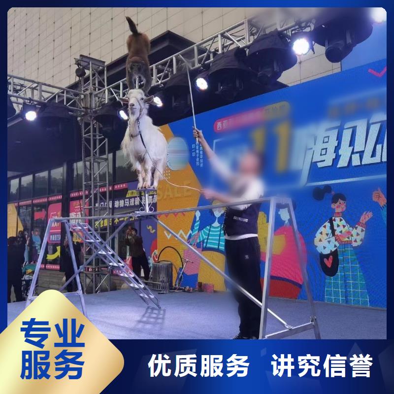 马戏团/羊驼 出租表演鹦鹉拒绝虚高价
