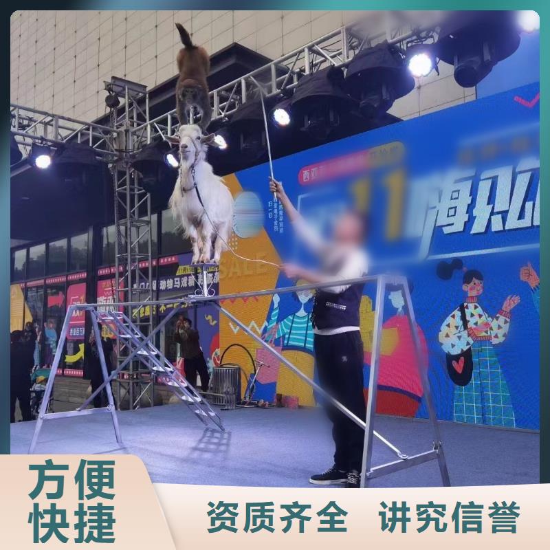 马戏团/羊驼美人鱼表演优质服务