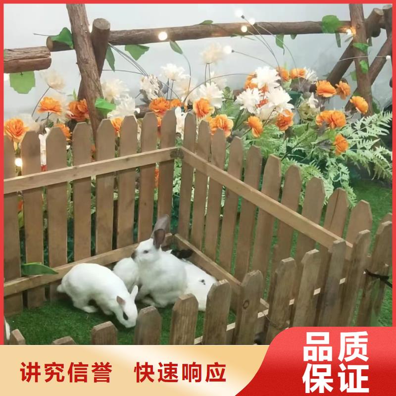 马戏团/羊驼-动物杂技表演租赁实力商家
