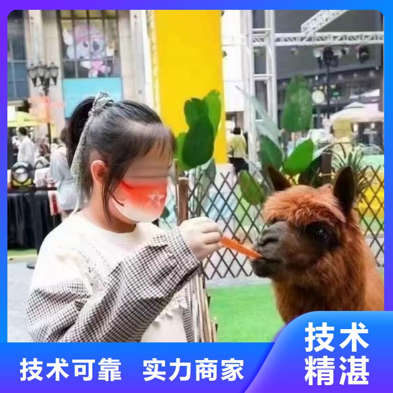 马戏团/羊驼海狮表演出租品质优