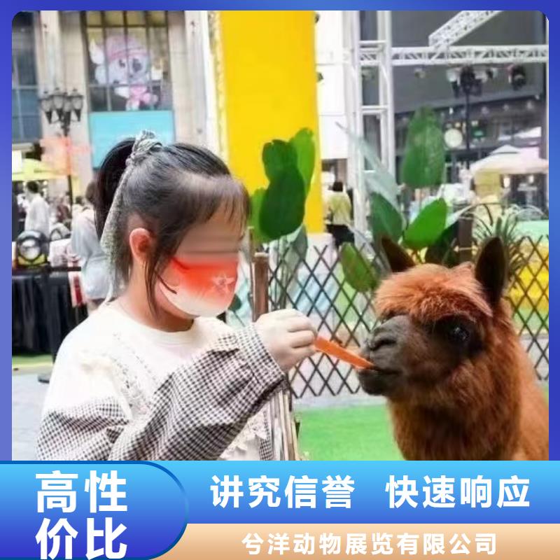 马戏团/羊驼_驯兽表演有实力