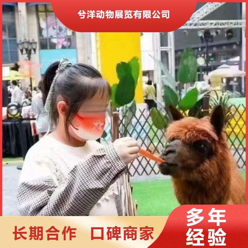 马戏团/羊驼租赁美人鱼表演专业团队