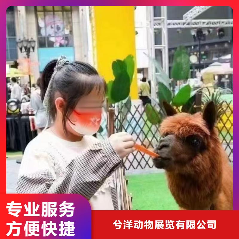 【马戏团/羊驼】海狮表演出租快速响应