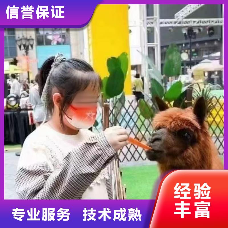 马戏团/羊驼动物表演专业公司