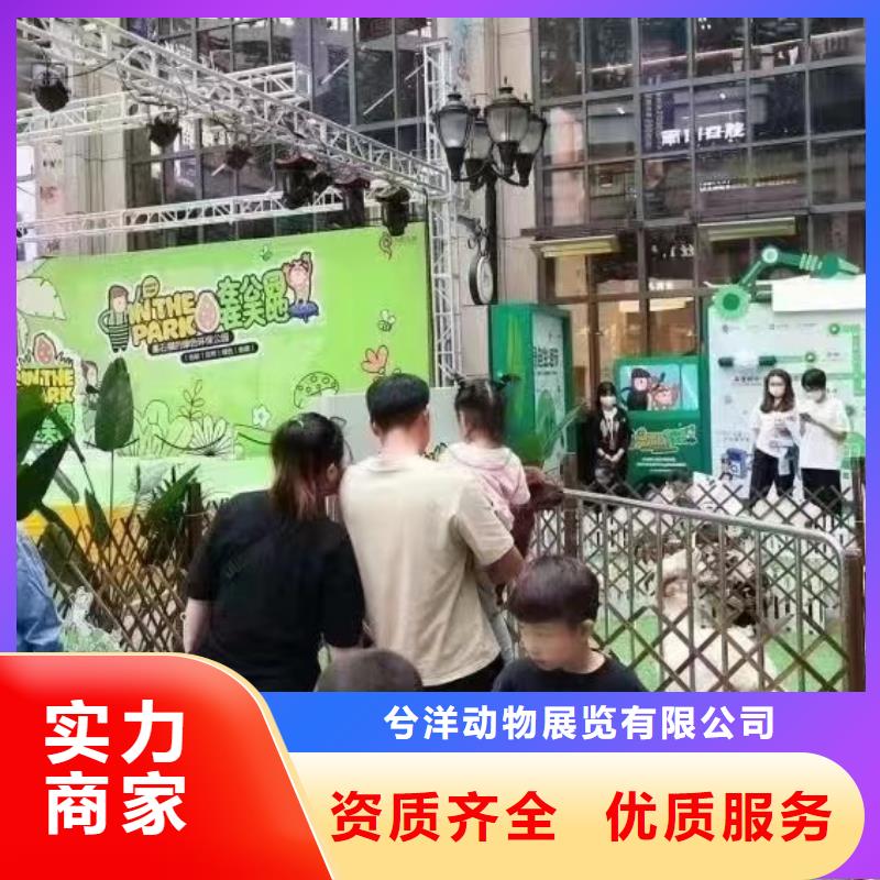 马戏团/羊驼-动物杂技表演租赁实力商家