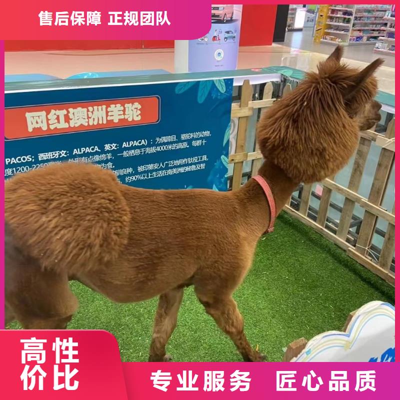 马戏团/羊驼【马戏团表演出租租赁】多年经验
