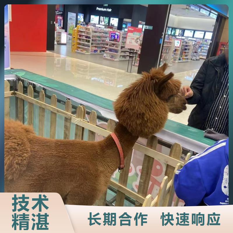 马戏团/羊驼鹦鹉表演租赁服务热情