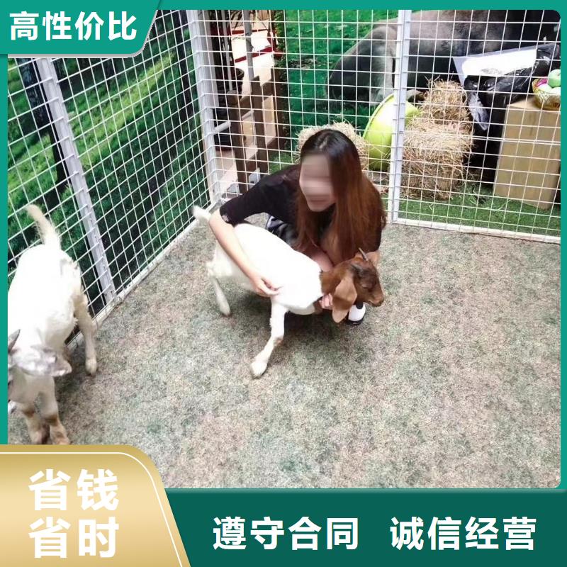 马戏团/羊驼羊驼出租多家服务案例